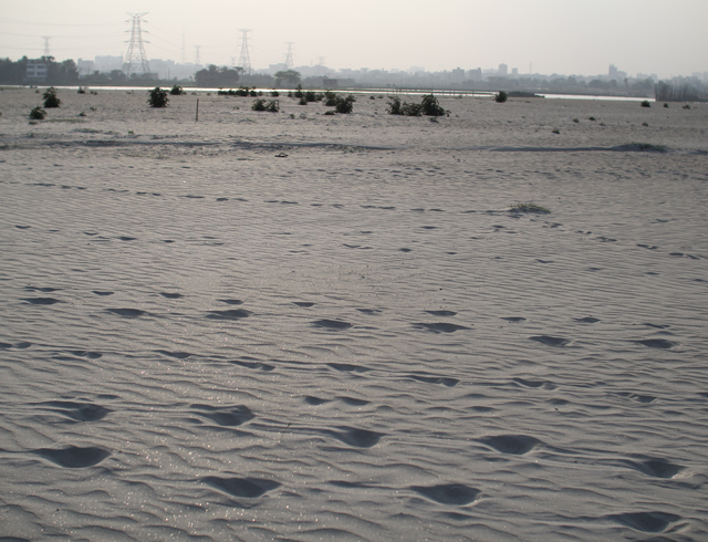 A typical sandfilled environment, in which most of the natural ecology has been erased.