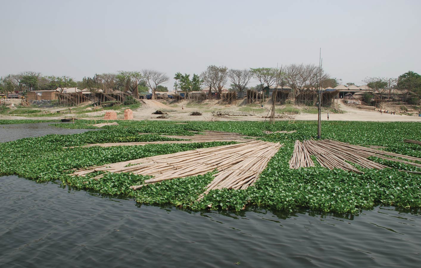 <p>Bamboo floats atop invasive water hyacinth on the Bongshi River.</p>